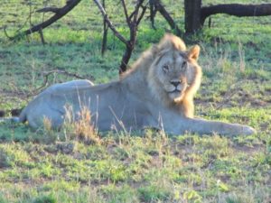 Lions deserve to Live Free from Captivity and Abuse